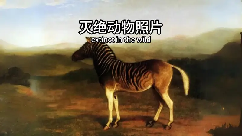 灭绝动物留在世界上最后一张照片