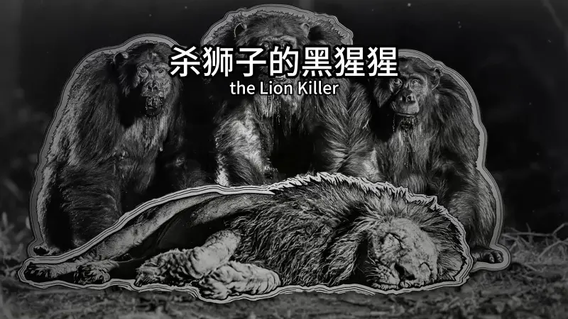 刚果森岭猎杀豹子的行猩猩 刚果森岭猎杀豹子的行猩猩