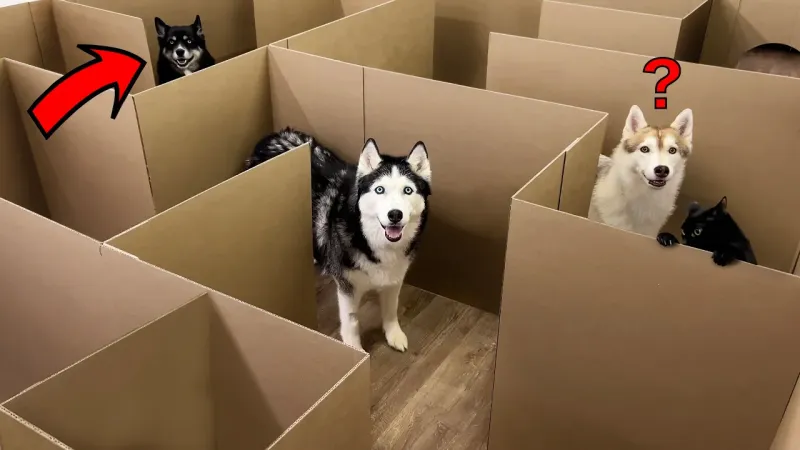 哈士奇和猫谁能先走出迷宫呢？