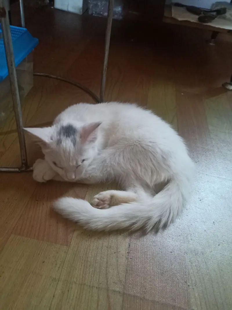猫猫