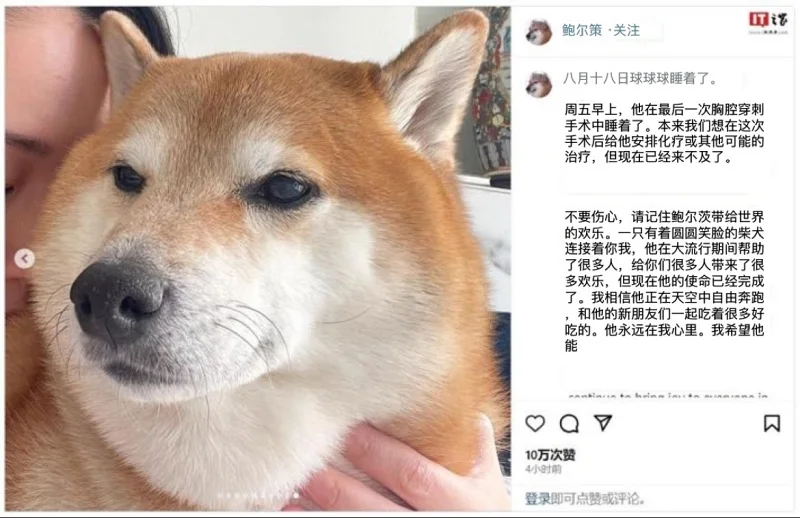 悲报,CHEEMS,柴犬