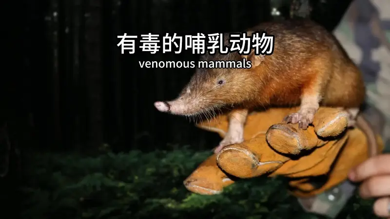 最少见的有毒哺乳动物