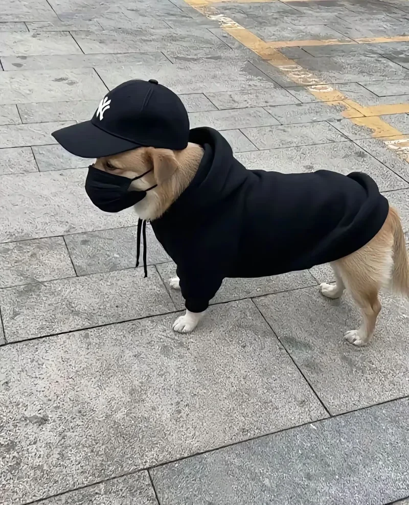 《模范型嘉豪：他们究竟做错了什么？》