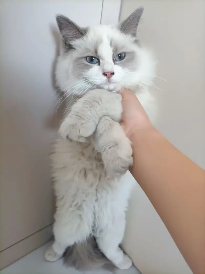猫儿这个乖巧