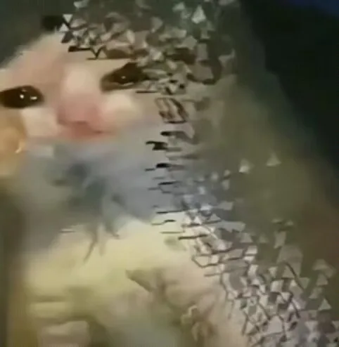 我的女朋友是个智障，也不是白痴啦就是比一般人傻一些