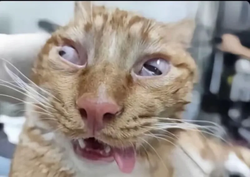 可爱,猫咪,awsl
