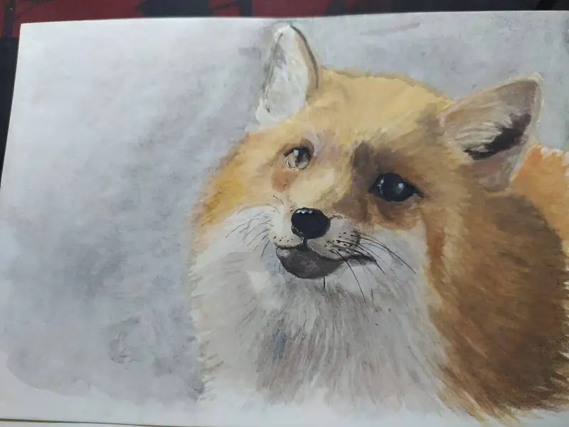 狐狸