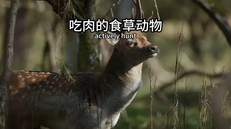 四种主动吃肉的食草动物 四种主动吃肉的食草动物