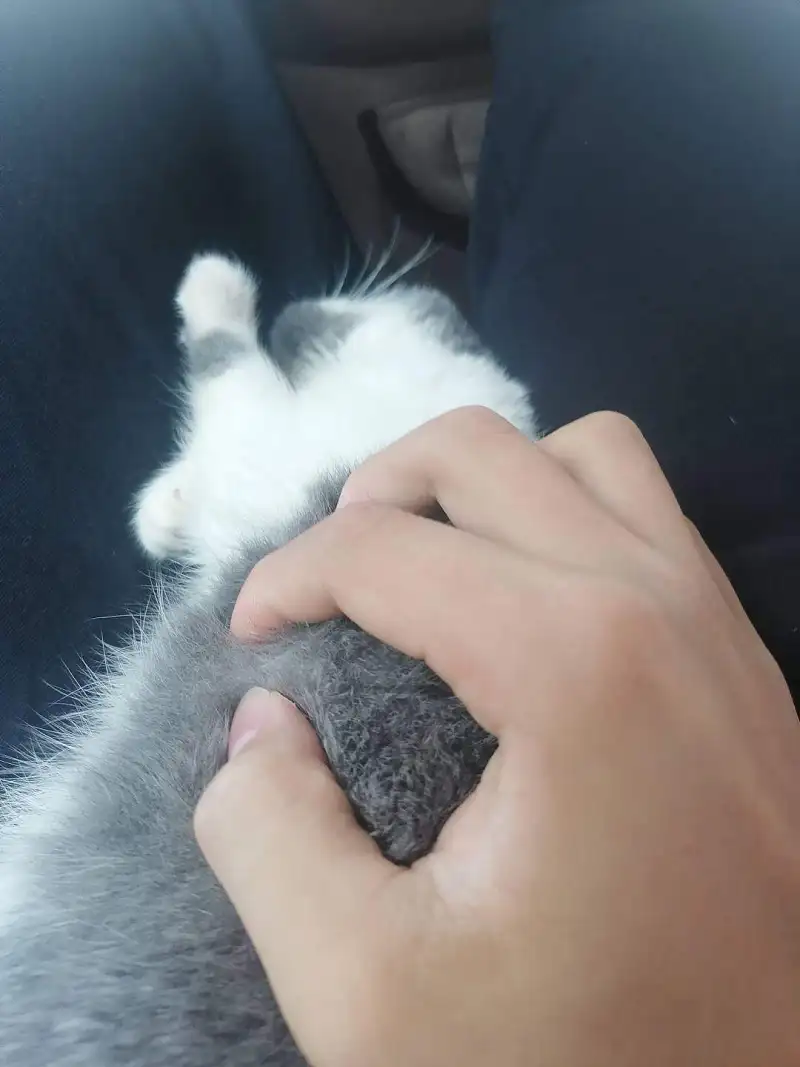 用户交流,御主,猫猫