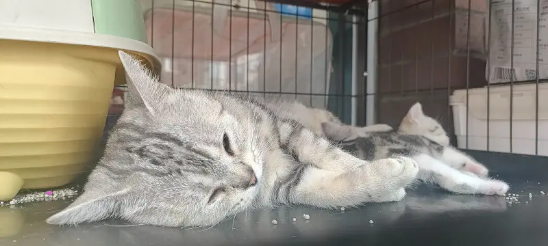 发点猫猫
