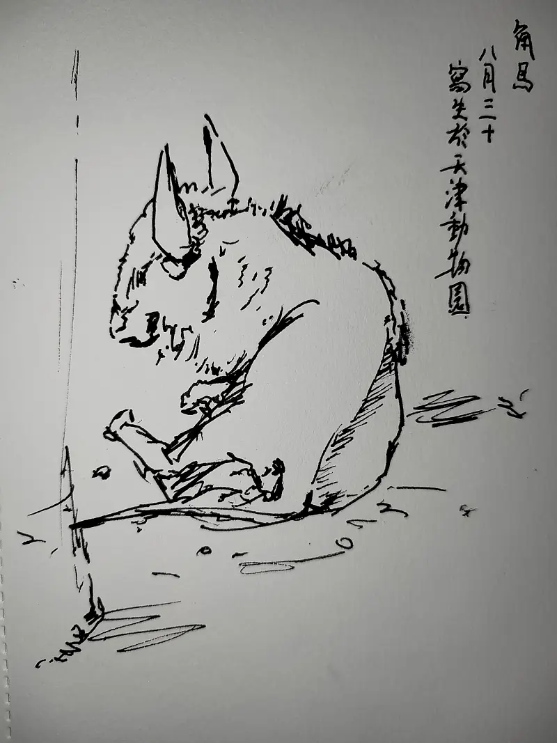 动物,钢笔画,写生