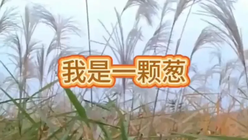 《我是一棵葱》填词+江砚辞演唱版