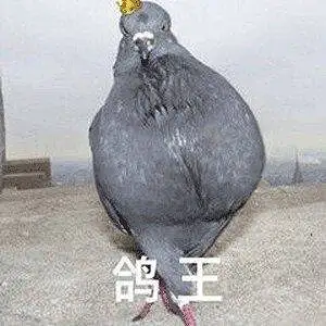 绘画创作,鸽子