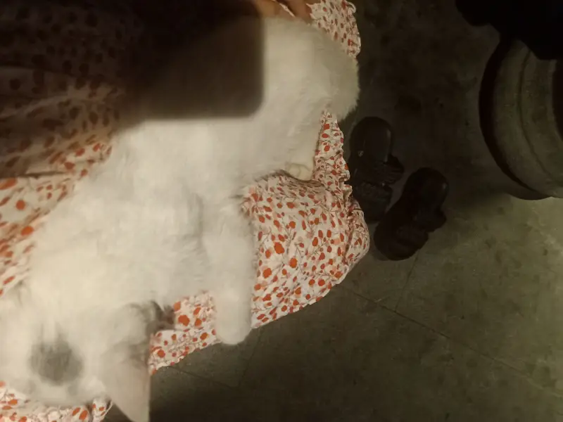 猫猫
