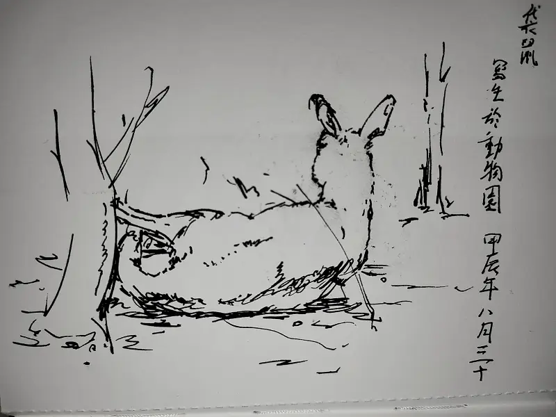 动物,钢笔画,写生