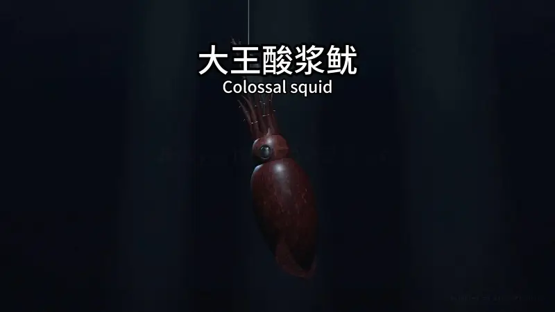 深海有几百万只大王酸浆鱿人类却一只都找不到