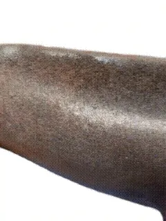 动图,GIF,meme