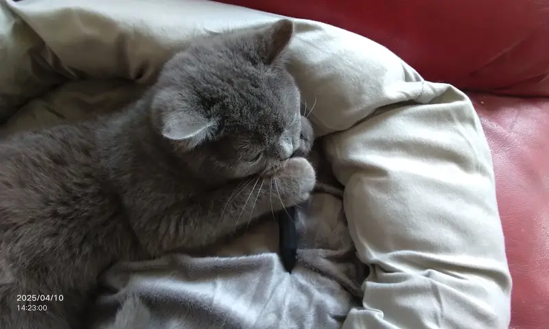 猫咪