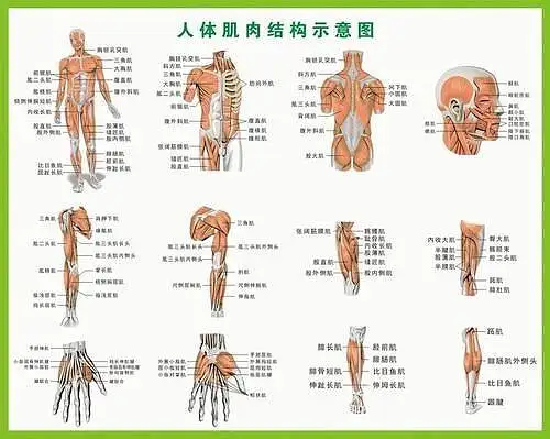 动漫,人体,参考