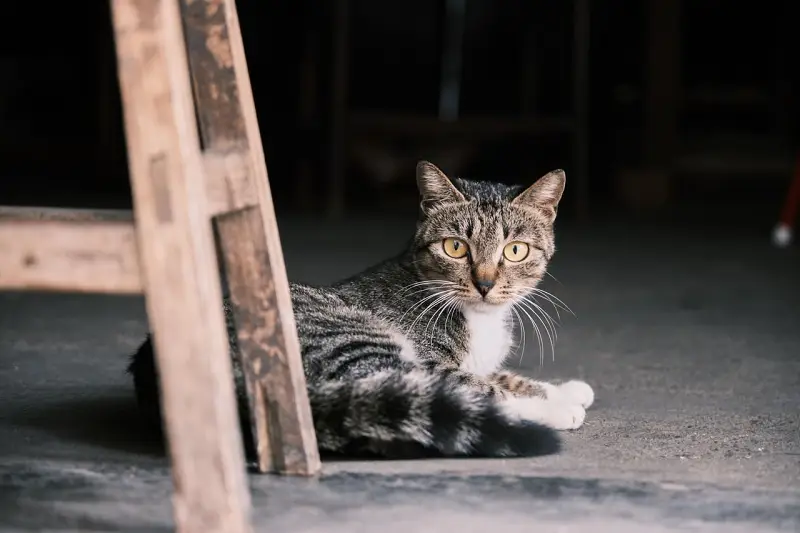 随意想象：猫狗
