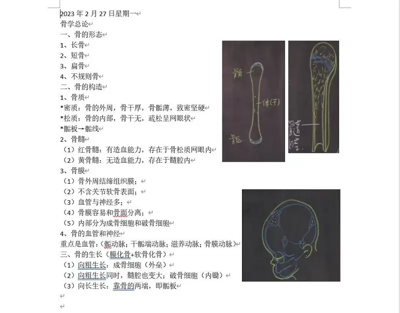 系统解剖学笔记（霍琨老师版）