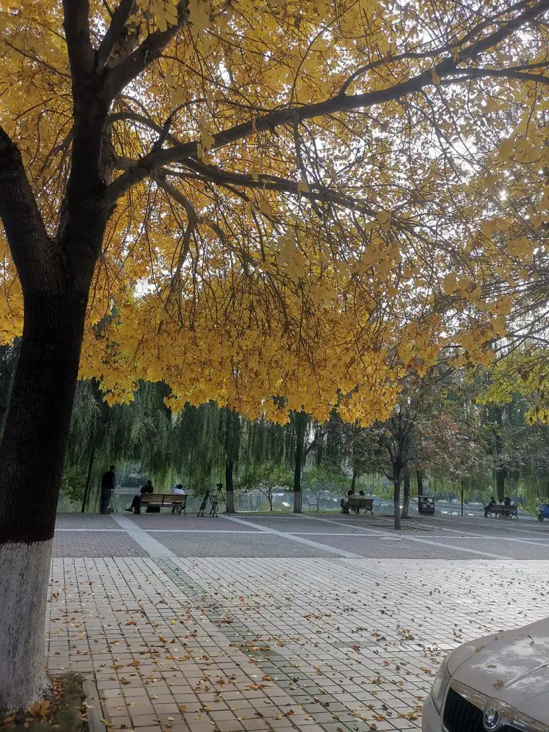 学校银杏树