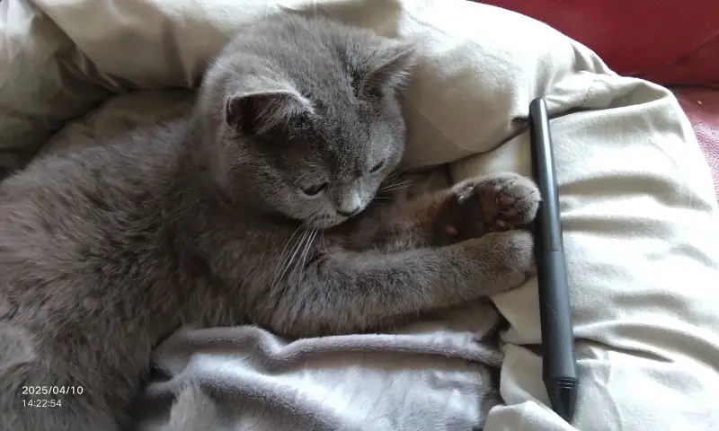 猫咪