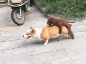 meme,动图,GIF