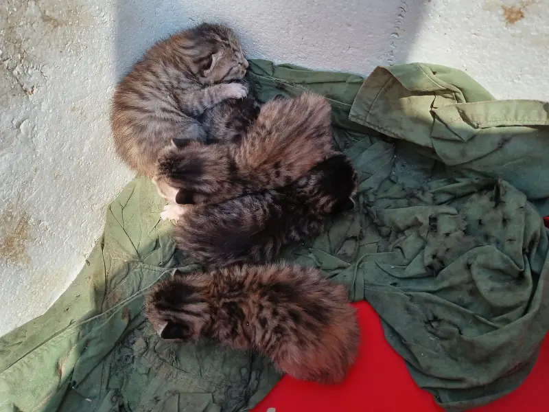 牢家的猫咪