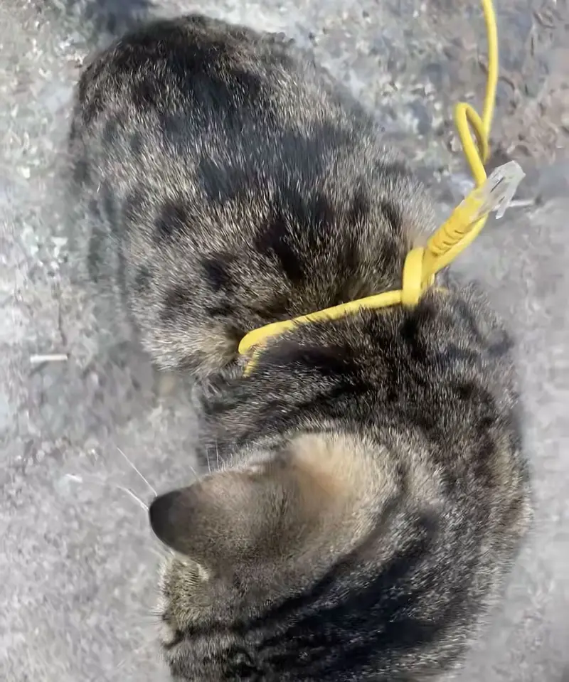 路由器接在猫上