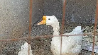 大白鹅