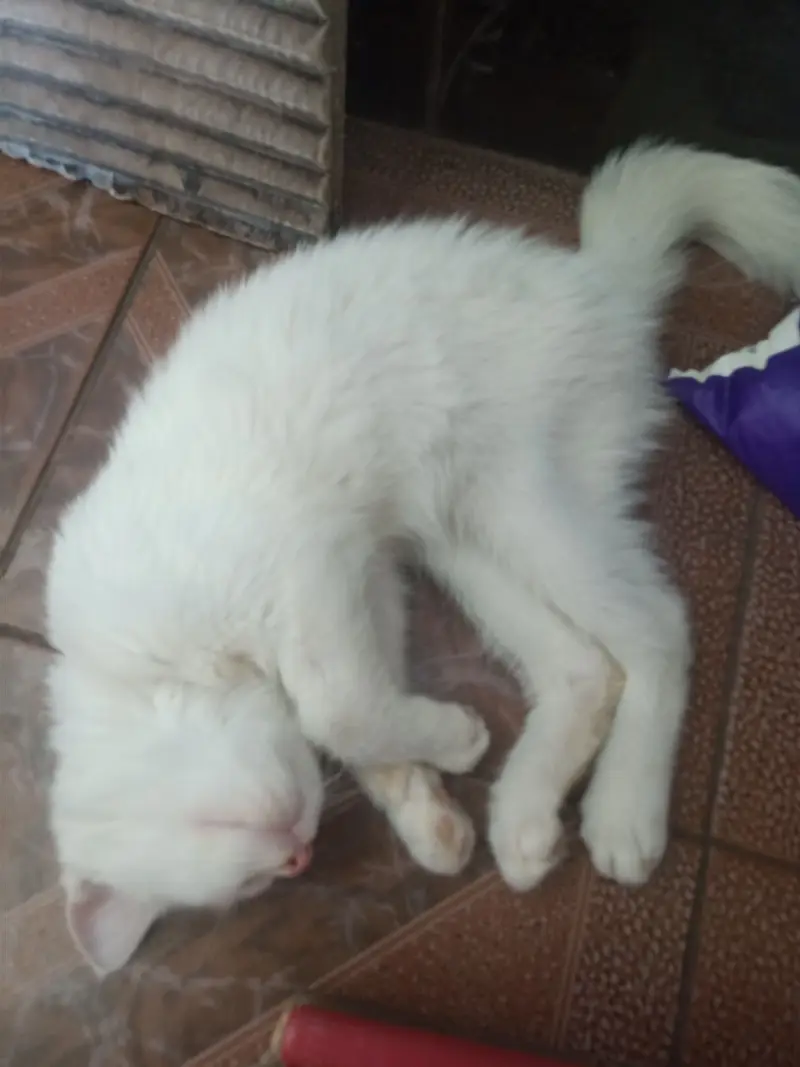猫猫