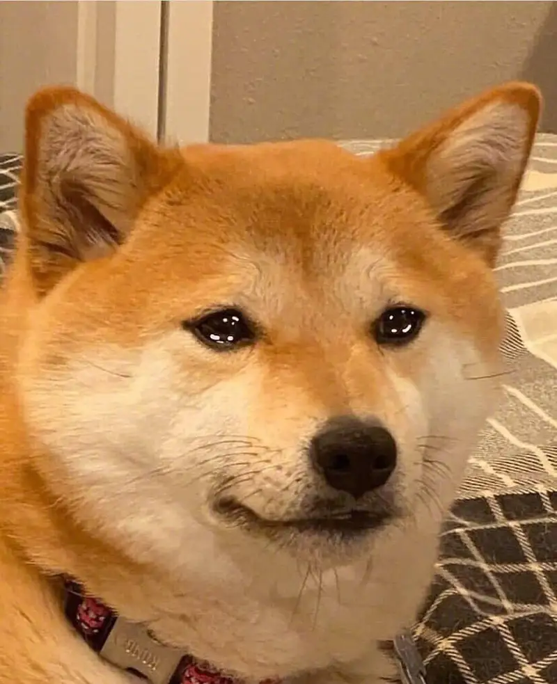 小说,不知梦