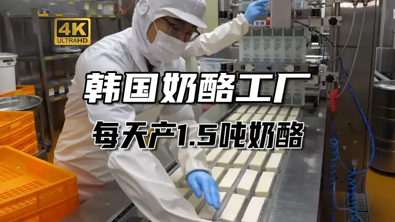 日产1.5吨奶酪，原来奶酪是这样做的