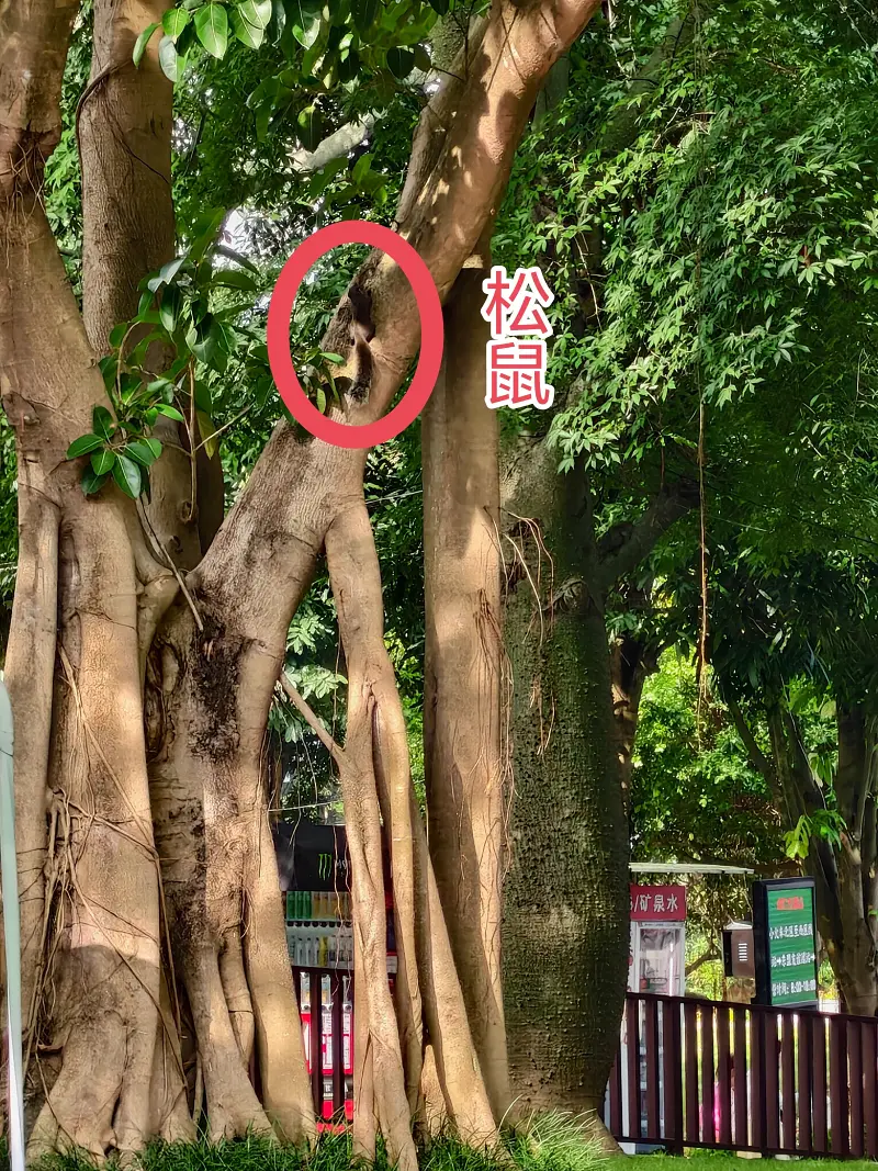 青秀山,三街两巷,特种兵般的旅游
