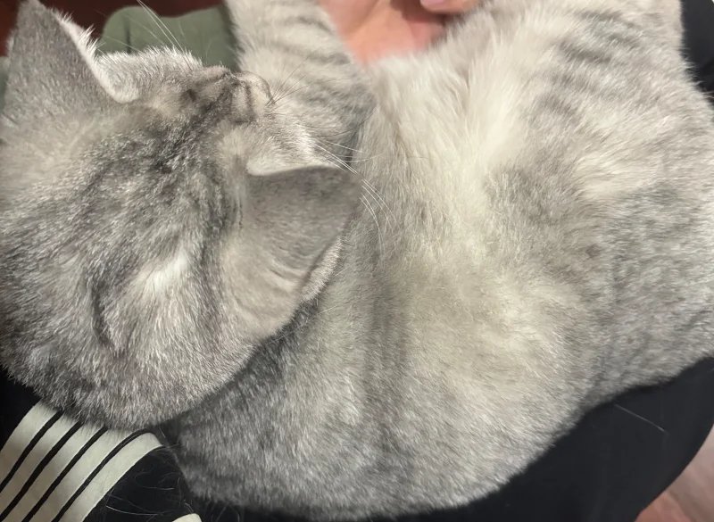 这是一只猫