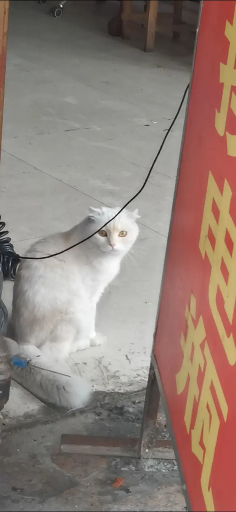 小猫咪～～