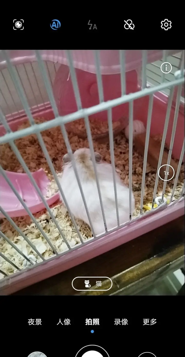 猫,鼠