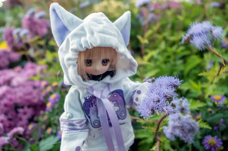 摄影,菊花