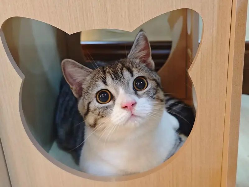 猫猫,喵喵喵