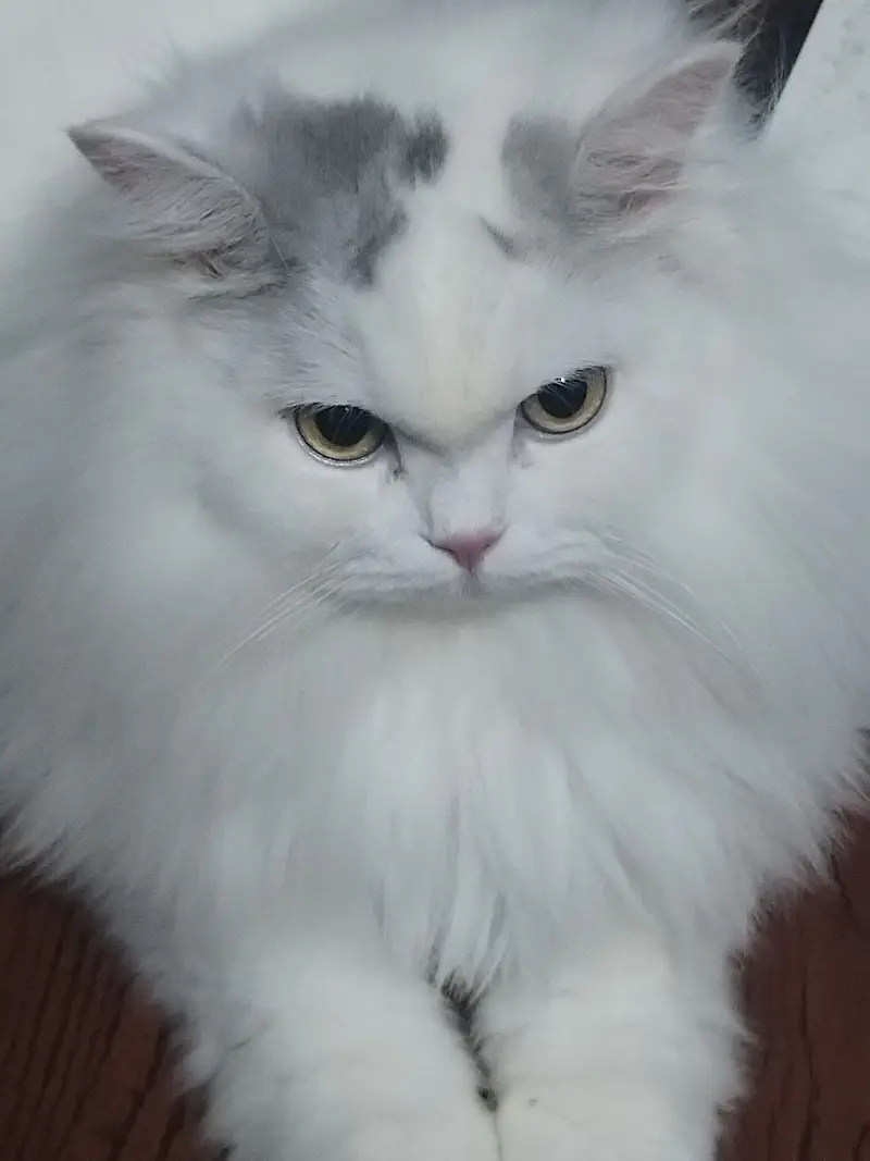 宠物,猫猫