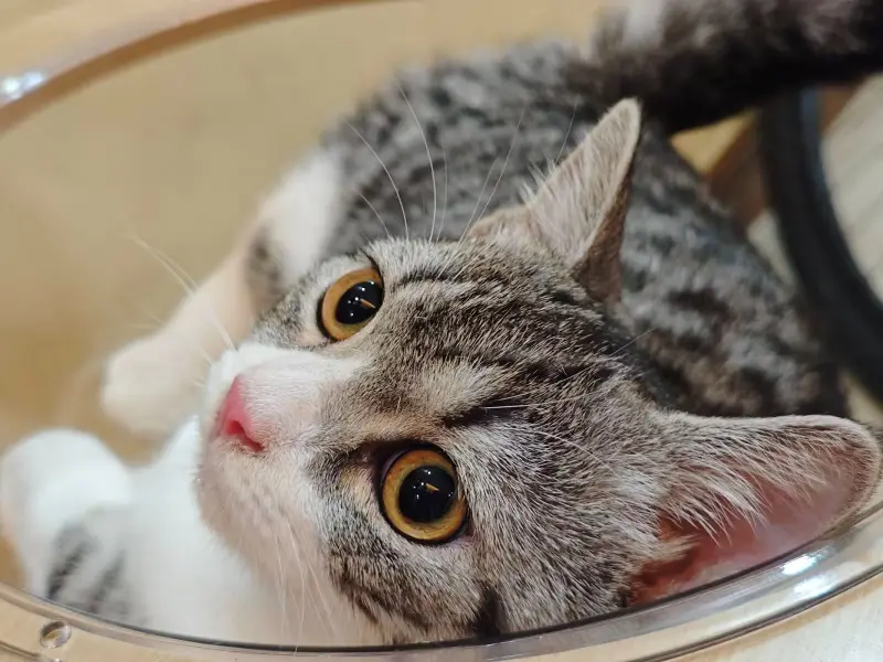 猫猫,喵喵喵
