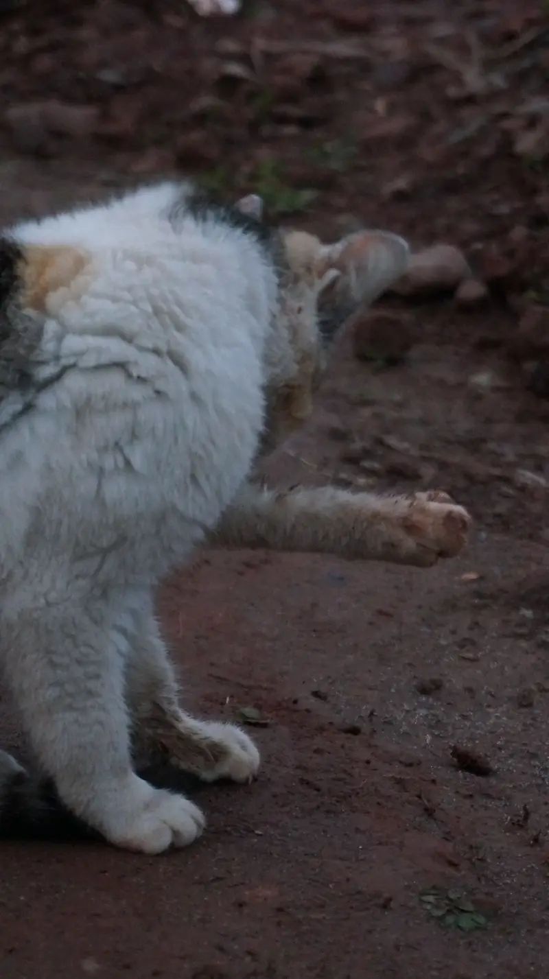 猫猫牌小老鼠