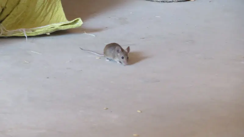 摄影