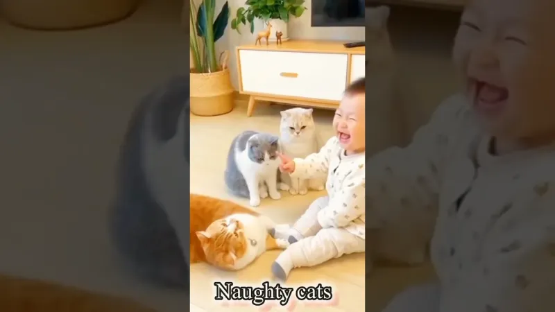 2025猫咪爆笑合集！看完不笑算我输