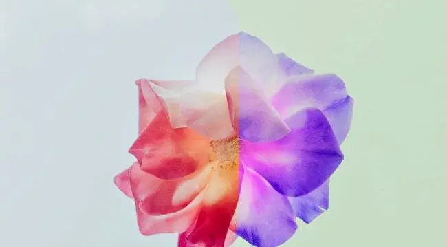 一花一世界