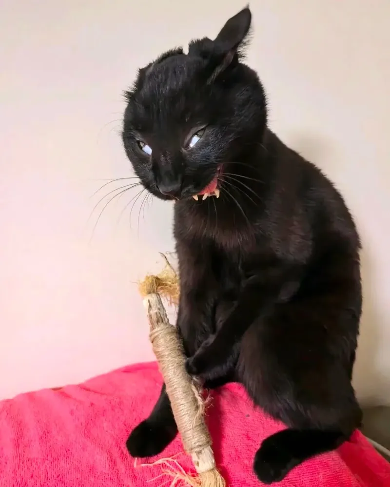 可爱,猫咪,awsl