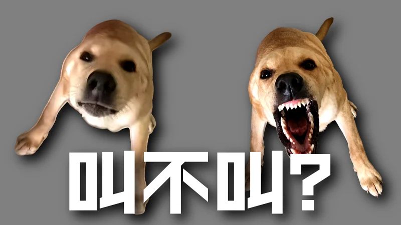 🐶神 经 叫 之 歌🐶