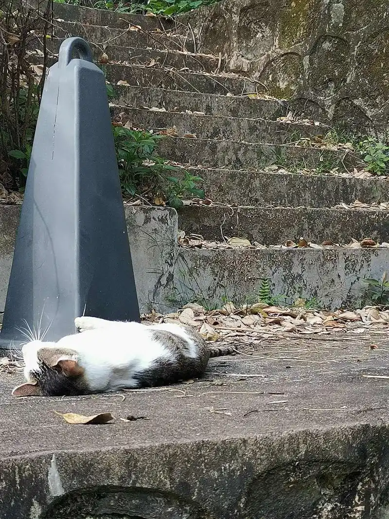 M站美图,猫猫
