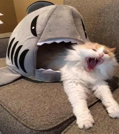 猫猫被鲨鲨吃掉惹